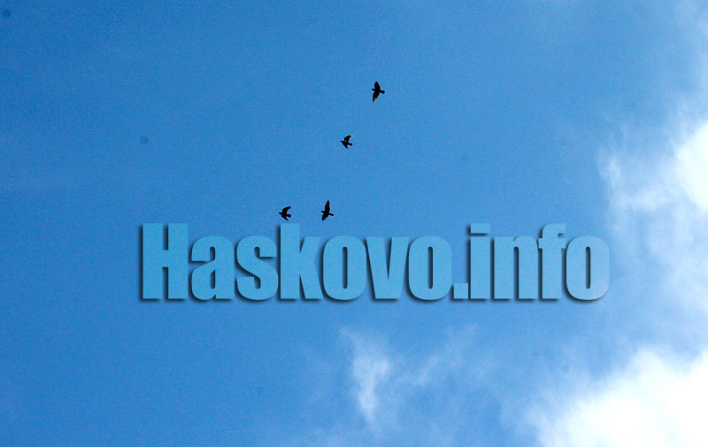 Гълъби Гълъби