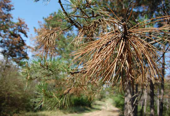 Илюстрация