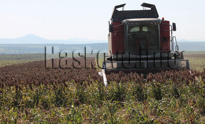 Сорго Сорго