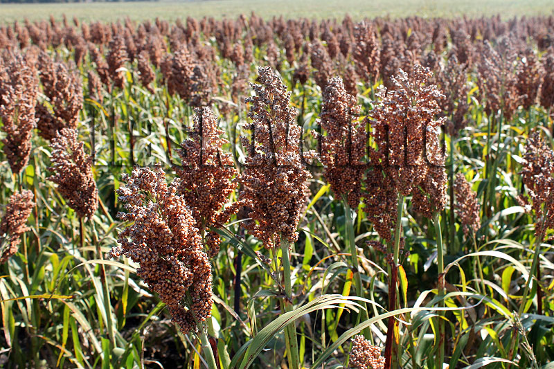 Сорго Сорго