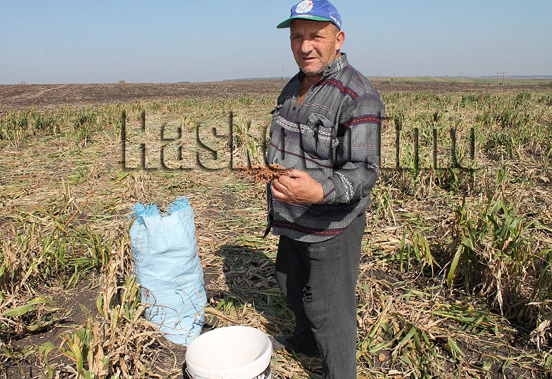 Сорго Сорго