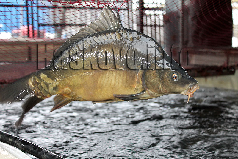 Проверки
