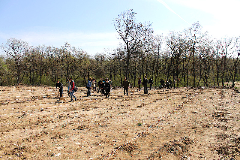 Залесяване