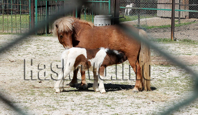 Кенана Кенана