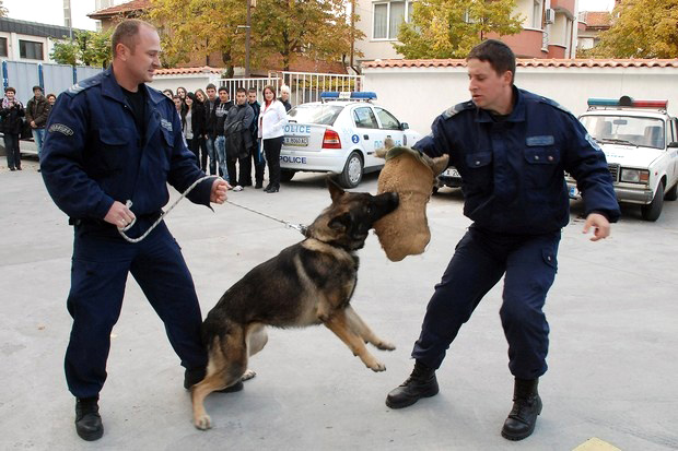 Кучета