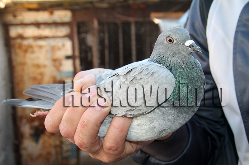 Гълъби