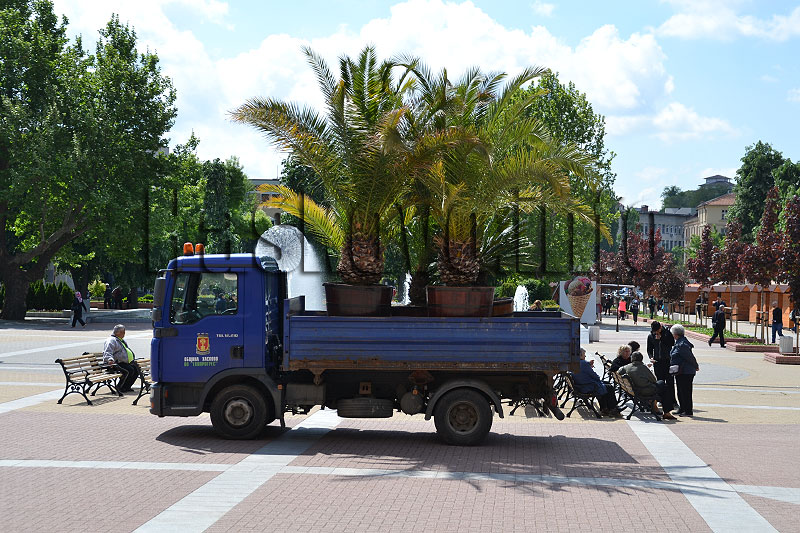 Палми Палми