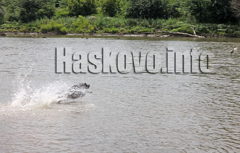 Марица Марица