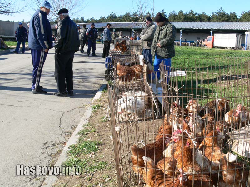 Хайван пазар, архив