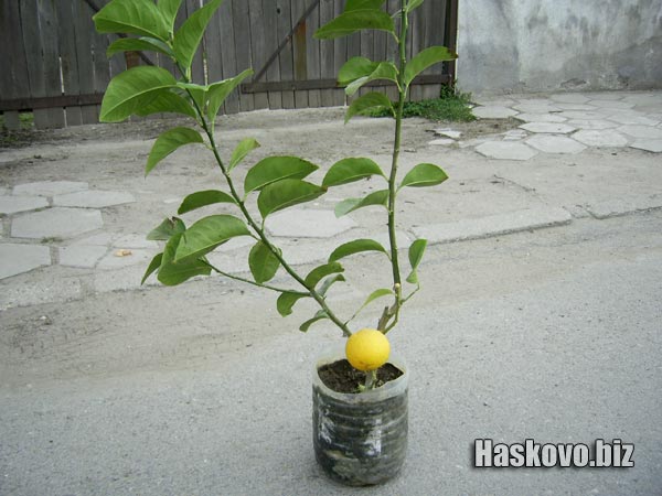 Лимонът за пазара