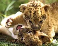 Илюстрация