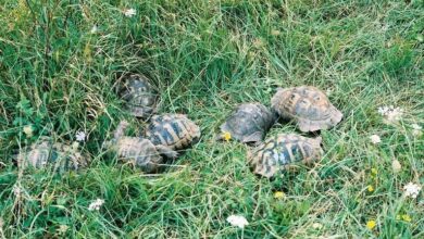 Костенурки